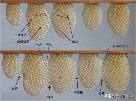 蜜蜂築巢條件|蜜蜂是怎么修筑蜂巢的？